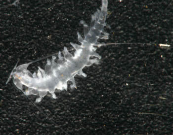 Tomopteris helgolandica